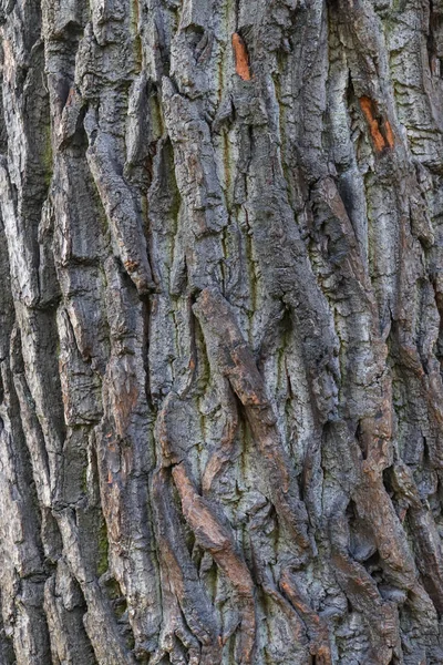 Oak bark wood background. Oak tree bark texture. Tough rude wooded surface pattern. Macro closeup.