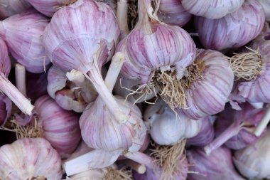 Sarımsak dolgu dokusu. Sarımsak tazelik arka plan.