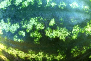 Karpuz dolgu dokusu. Tatlılık karpuz arka plan.