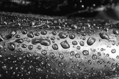 Su damlası ile siyah ve beyaz taze patlıcan