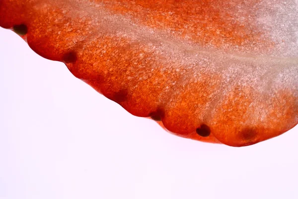 İzole çilek. Taze lezzetli çilek arka plan.