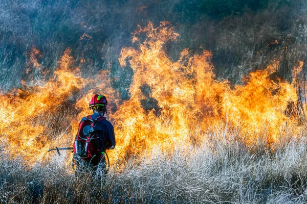 Hasič Snaží Uhasit Lesní Požár Plameny Příliš Blízko Stock Snímky