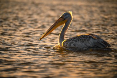 Danube deltasındaki büyük pelikan.