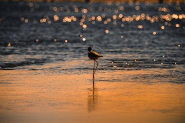 Akşamları gölde bir kuş