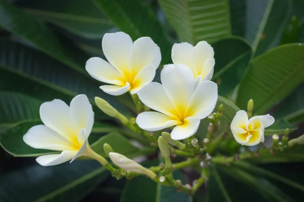 白いプルメリア熱帯花の木に咲くプルメリアの花 — ストック写真