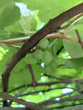 Sarmaşıkta yetişen yeşil üzümler. Yaklaş..