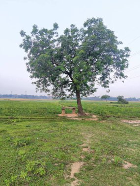 Çimenli bir tarlada yapayalnız bir ağaç dallarının altında bir bank, sakin bir manzara.