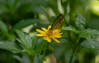 Kelebek yeşil yaprakların arasında canlı sarı bir çiçeğin üzerinde dinleniyor.