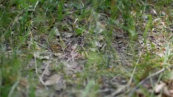 Hormigas en el bosque — Vídeo de stock