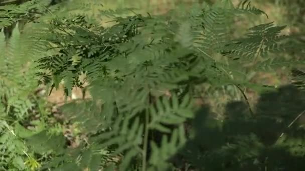 A reggel erdőben lévő páfrány — Stock videók