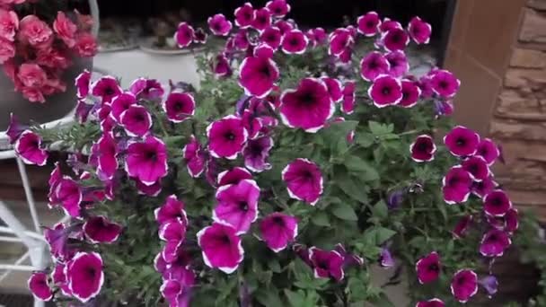 Blumenbeet in heimischen Farben — Stockvideo
