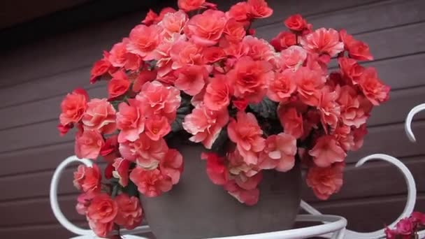 Bouquet de fleurs rouges — Video