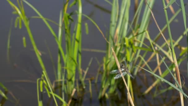 Dragonfly sedí na trávě — Stock video