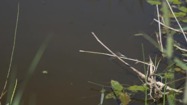 Dragonfly sitter på gräset — Stockvideo