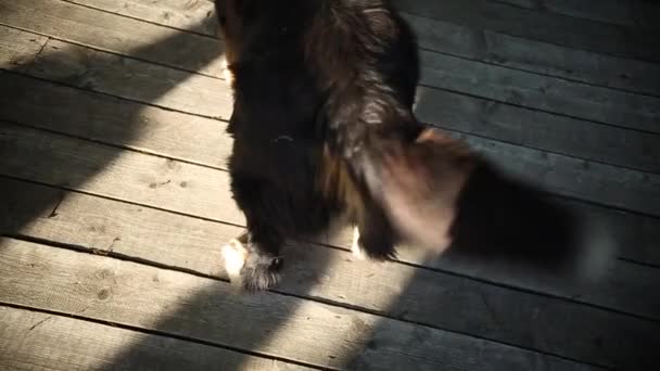 St. Bernard köpeği. — Stok video