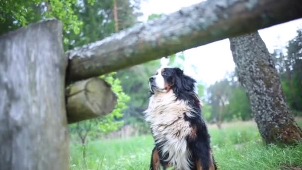 Der st. bernard hund. — Stockvideo