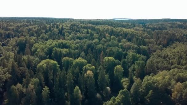 Drone vole au-dessus de la forêt — Video