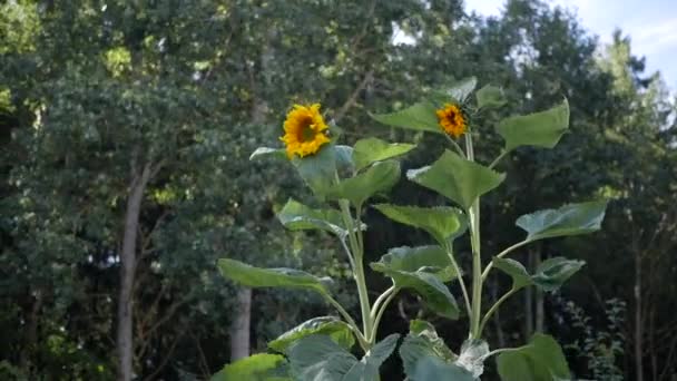 Los girasoles crecen en el jardín . — Vídeos de Stock