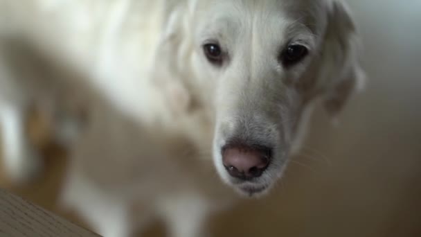 Белая собака ... — стоковое видео