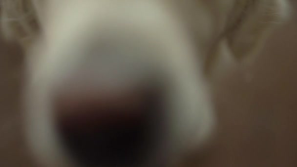 Witte vrouwelijke hond... — Stockvideo