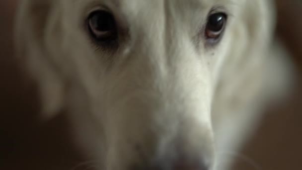 Bianco Cane Femmina Guarda Direttamente Fotocamera — Video Stock