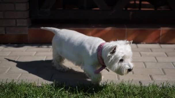 Mały biały pies. — Wideo stockowe