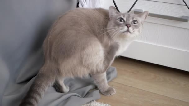 Katze kratzt sich am Hals — Stockvideo