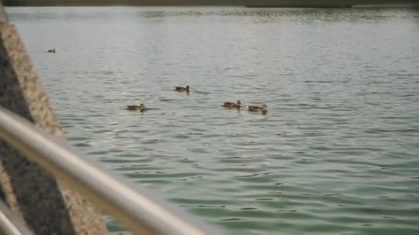 Les canards nagent dans le lac — Video