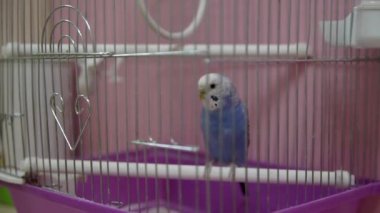 Bir kafeste papağan. Full Hd