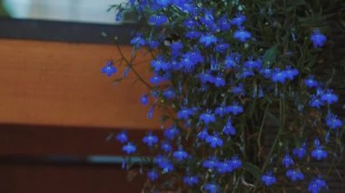 Yavaş hareket arı uçan