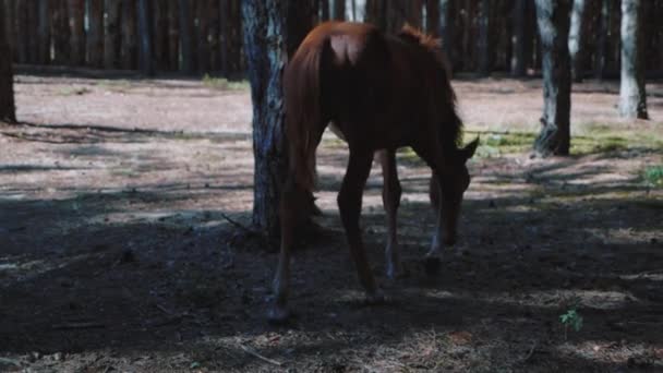 Jovem Garanhão Caminha Floresta Come Grama — Vídeo de Stock