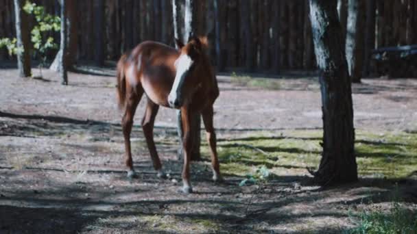 Mignonne pouliche brune dans le bois . — Video