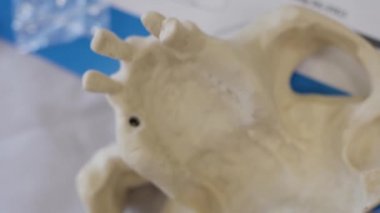 İnsan çene plastik düzen.