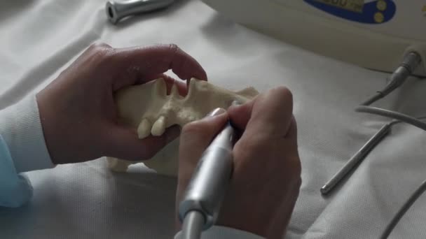 Médico dentista sosteniendo una maqueta de una mandíbula humana — Vídeos de Stock