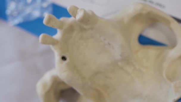 Plastic layout of the human jaw. — Stock Video