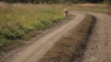Park, süper ağır çekim çalıştıran Labrador