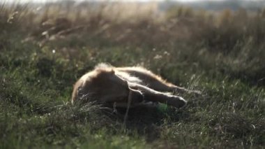 Alanını yalan ve dinlenme şirin Labrador