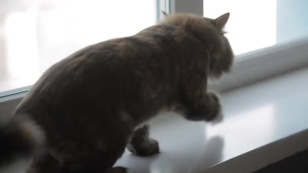 Кошка гуляет у окна — стоковое видео