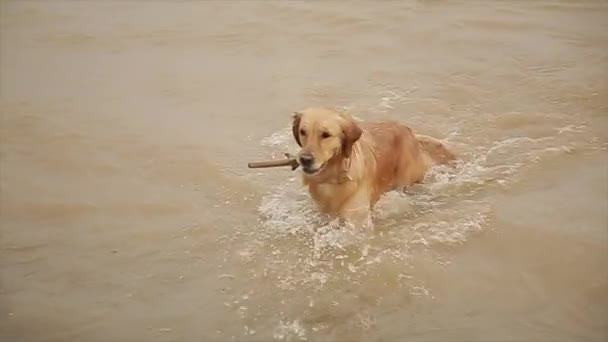 Cute red dog carries a stick in its jaw. — Stock Video