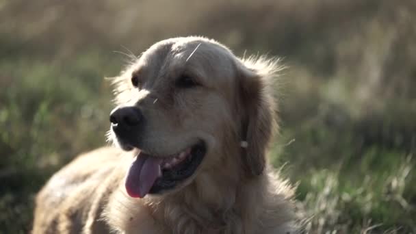 Lindo Labrador acostado en el campo y descansando — Vídeos de Stock
