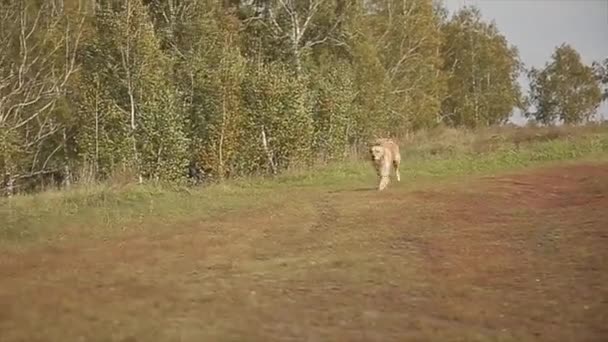 Лабрадор Бегает Парку Супер Медленное Движение — стоковое видео