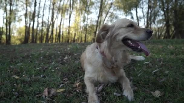 Bonito cão joga no gramado — Vídeo de Stock