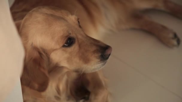 Il cane rosso giace sul pavimento — Video Stock