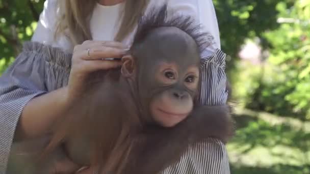 Een vrouw houdt de handen van chimpansees — Stockvideo