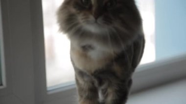 Kedi fotoğraf makinesine esniyor