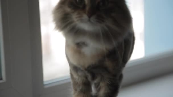 Le chat bâille dans la caméra 