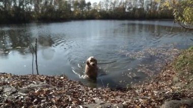 Sevimli kırmızı köpek bir sopa onun çenedeki taşır..
