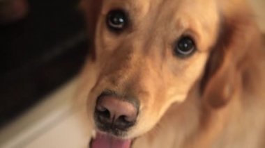 Köpek doğrudan kameraya benziyor