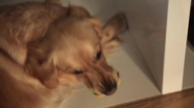 Kırmızı köpek yere yatıyor