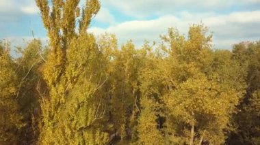 Bir bulutlu sonbahar gün boyunca güzel ağaç banliyö üstten görünüm